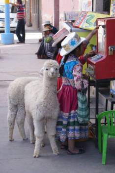 Chivay - De lama wacht wel