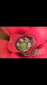 Brazilië - Flowers within a flower