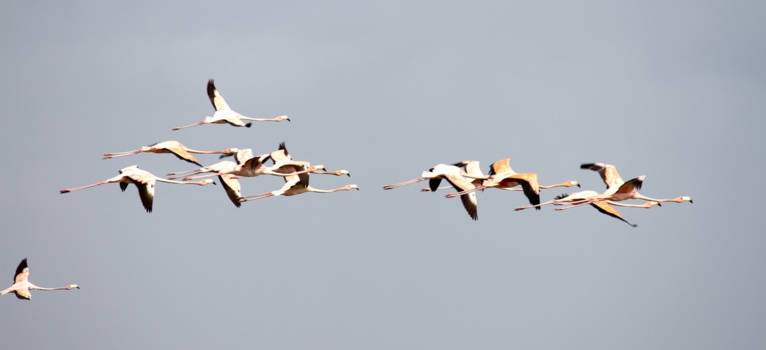 Bigi Pan - opstijgende flamingo"s