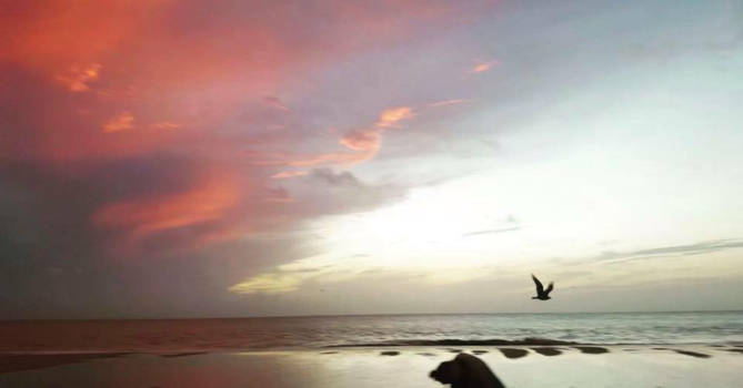 Suriname - Alleen op de wereld