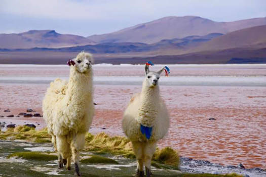 Bolivia - Laguna colorado