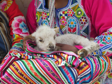Cusco - Baby alpaca in kleurrijk Cusco