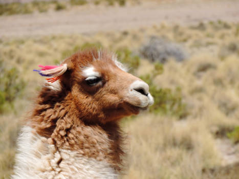 Salar de Uyuni - Happy Lama