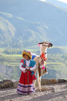 Colca Canyon - Llama in de Colca Canyon, Peru