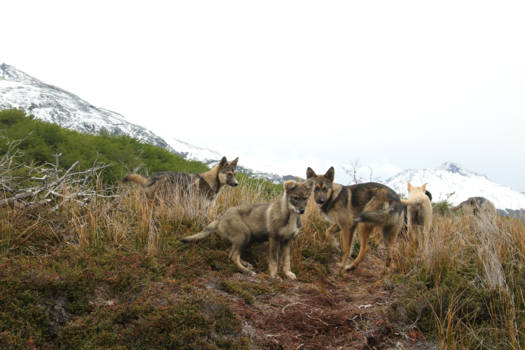 Ushuaia - Wandelen in de achtertuin van Ushuaia