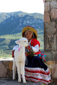 Peru - Alpaca love