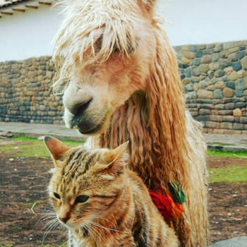 Cusco - Partners in crime