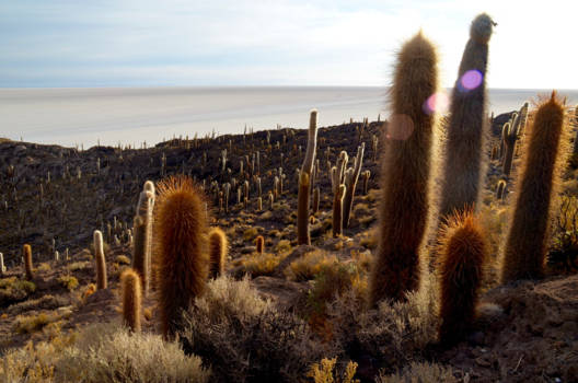 Salar de Uyuni - Zonsopkomst vanaf Isla del Pescado in Salar de Uyuni