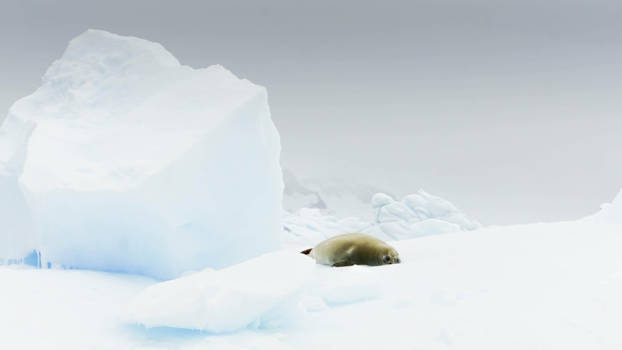 Antarctica - Fifthy shades of white on Antártica.