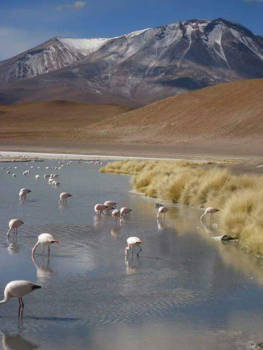 Bolivia - Flamingo's met bergen!