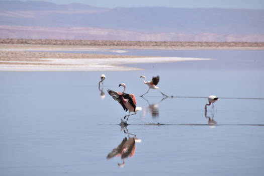 San Pedro de Atacama - nature in action