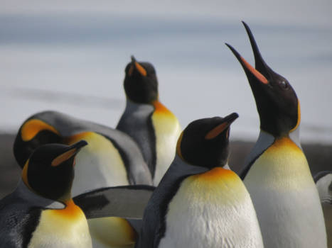Antarctica - Koningspinguïns