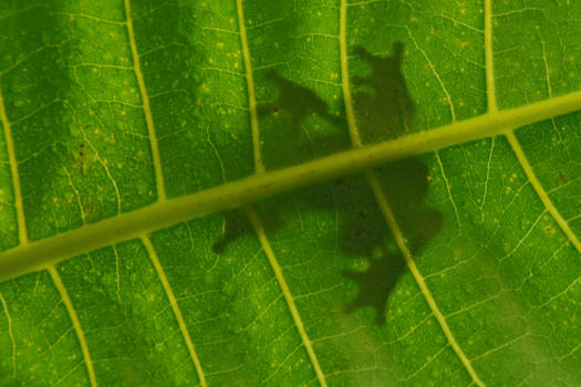 Suriname - kikkerschaduw