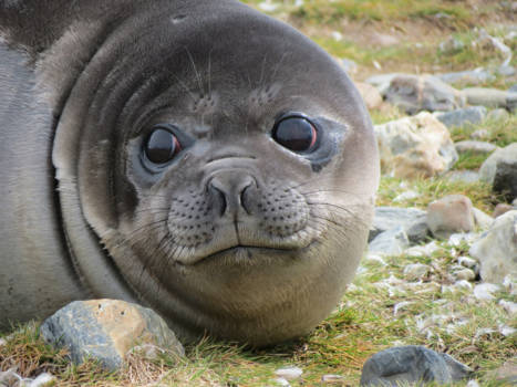 Antarctica - Zeeoliefant