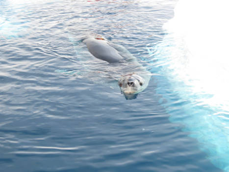 Antarctica - Zeeluipaard