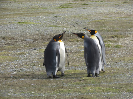 Antarctica - Koningspinguïns