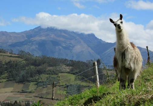 Ecuador - Prince Charming in Otavalo