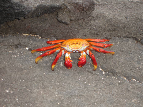 Galápagos eilanden - vurige herinnering