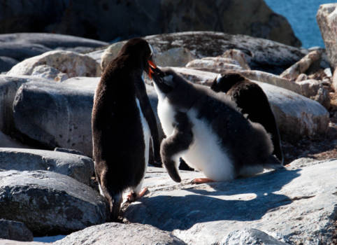 Antarctica - ouder voert kuiken