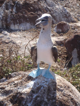 Galápagos eilanden - blue footed booby
