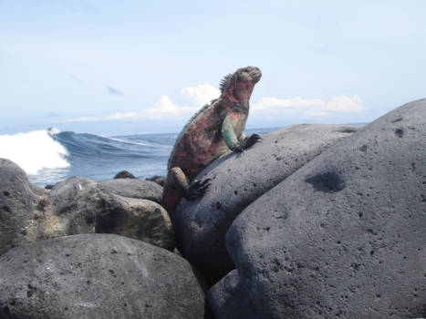 Galápagos eilanden - even zonnen