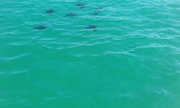 Galápagos eilanden - Well, no further comments required