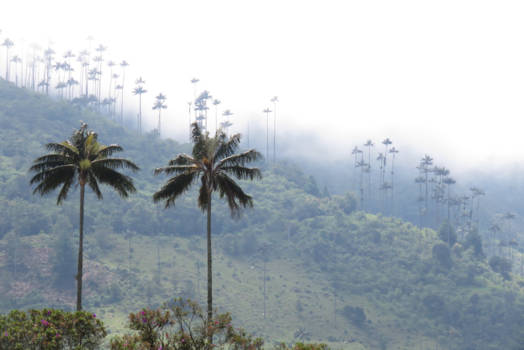 Valle de Cocora - Reach out and touch the sky ...