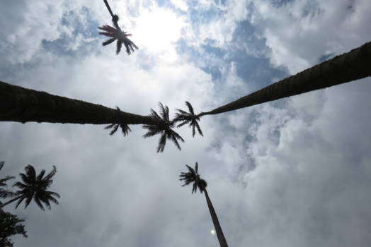 Valle de Cocora - Endless sky