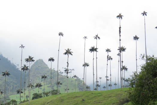 Valle de Cocora - Waxpalms