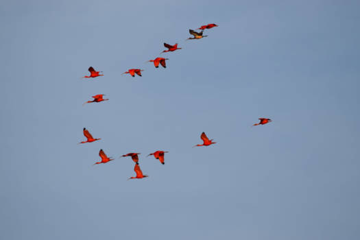 Bigi Pan - Rode Ibissen