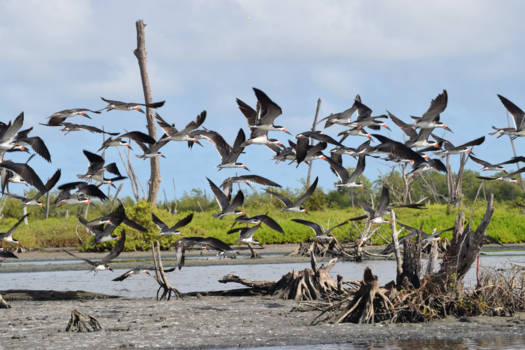 Bigi Pan - Schaarbekken