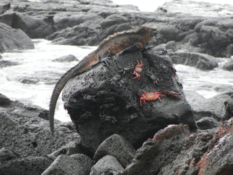 Galápagos eilanden - Vreedzaam Samen.