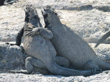 Galápagos eilanden - Love is in the air!