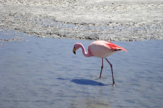 San Pedro de Atacama - Flamingo up close and personal