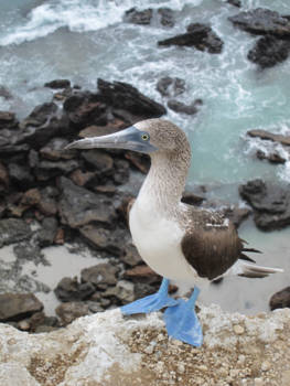 Ecuador - BlueFootBoobies
