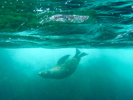 Galápagos eilanden - Blauwdruk