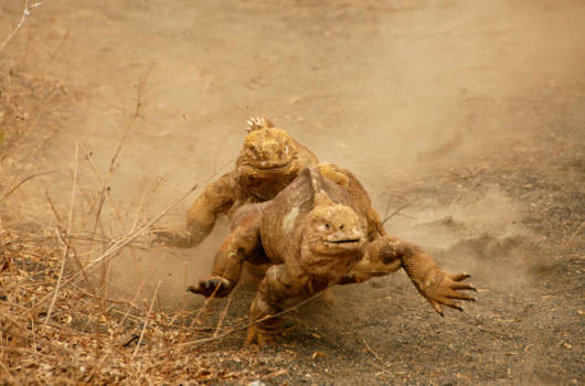 Galápagos eilanden - vechtersbazen