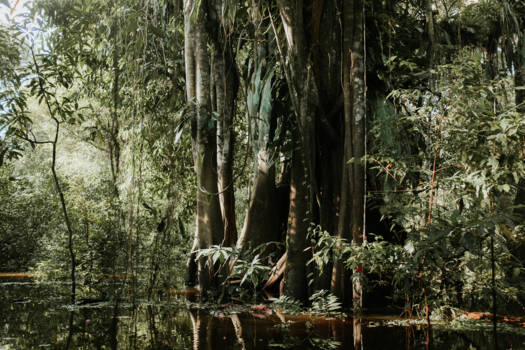 Peru - Amazon, Iquitos