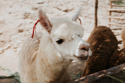 Peru - Como se lama?