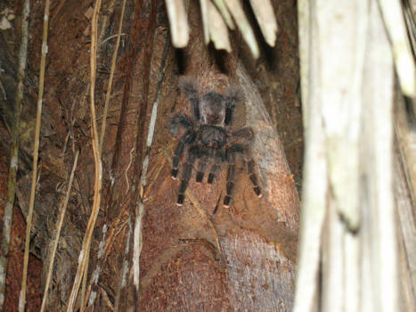 Amazonegebied - spider door m-claire rassalle