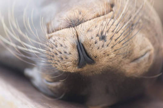 Galápagos eilanden - Galapagos close up sealion