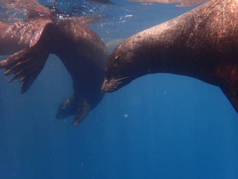 Galápagos eilanden - Galapagos sealions