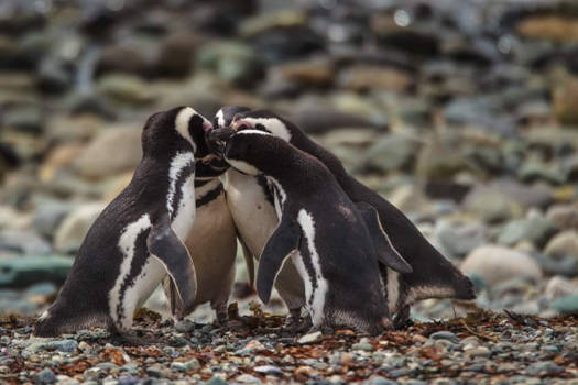 Chili - Pinguïns op het  Magdalena eiland te Chili