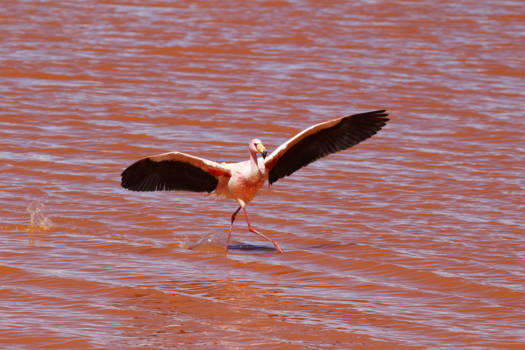 Laguna Colorada - Flamingo in het Laguna Colorada