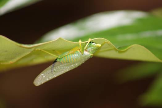 Brownsberg - Kleine dieren