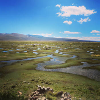 Peru - Peruvian Alpaca Swamp