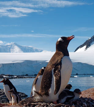 Antarctica - Jong en oud