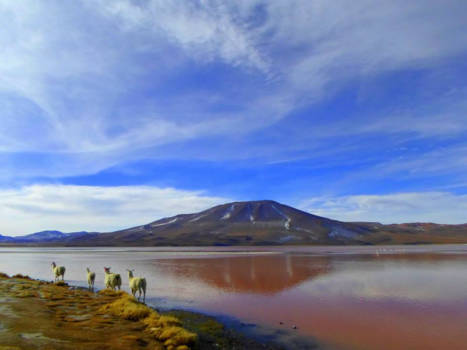 Bolivia - Vier lama's bij Laguna Colorada