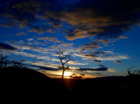 Los Glaciares National Park - Bird enjoying the sunrise