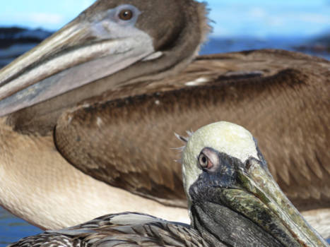 Galápagos eilanden - Bruine pelikanen